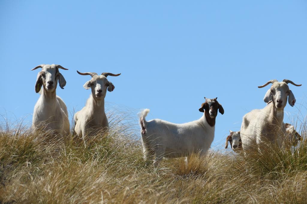 Mt Potts Lodge Ashburton Lakes Esterno foto